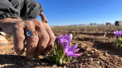کود سیاه برای زعفران