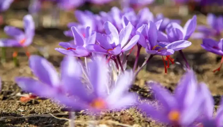 آموزش تصویری کاشت زعفران گلخانه ای