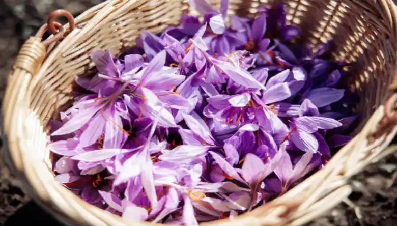 آموزش کاشت زعفران گلخانه ای pdf
