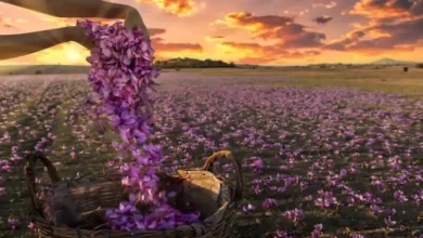 آموزش کشت زعفران گلخانه ای در شیراز