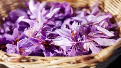 ایده برای تبلیغ زعفران