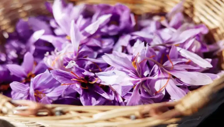ایده برای تبلیغ زعفران