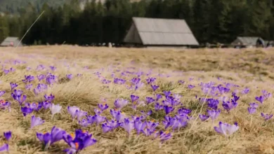 بهترین کنه کش زعفران