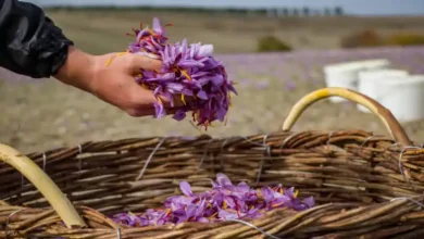 بورخولدریا زعفران