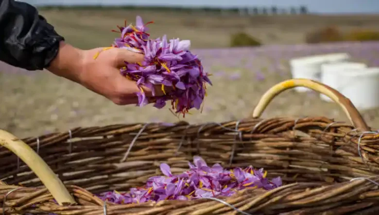 بورخولدریا زعفران