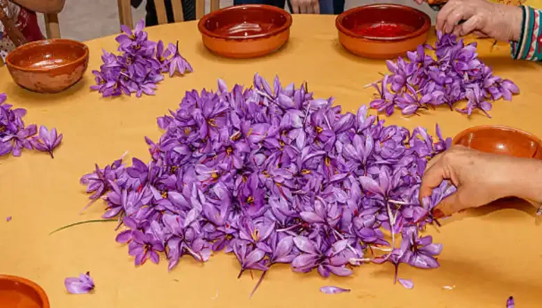 بیماری زوال زعفران