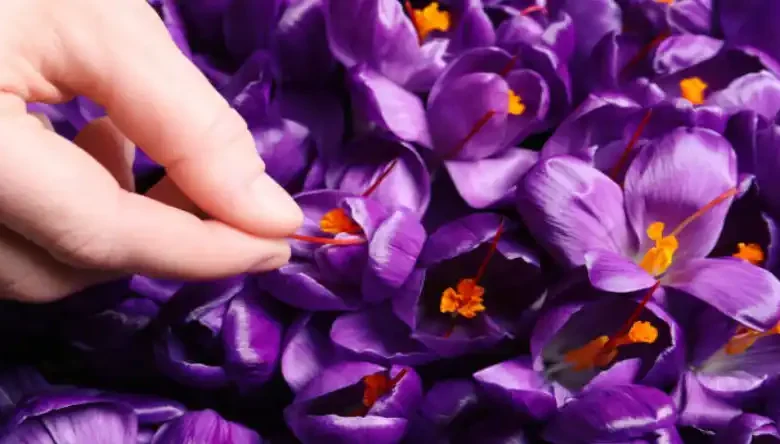 تهیه پیاز زعفران در اصفهان