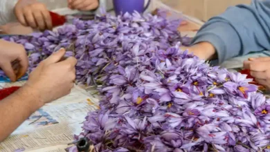 خرید دستگاه پاک کن زعفران