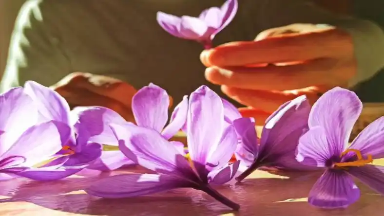 خرید پیاز زعفران در کرمانشاه