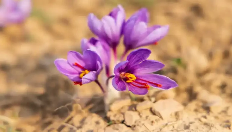 دانلود جزوه زعفران