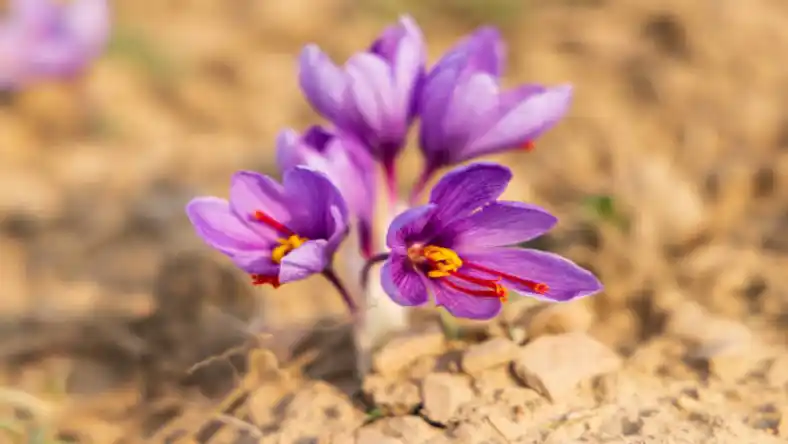 دانلود جزوه زعفران