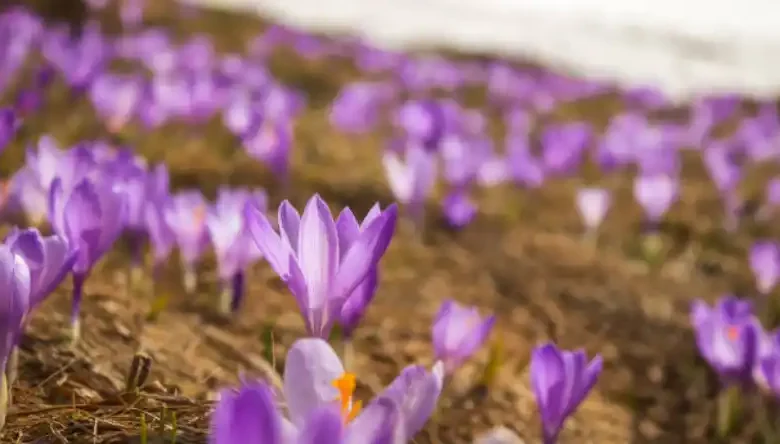 دانلود کتاب کشت زعفران گلخانه ای