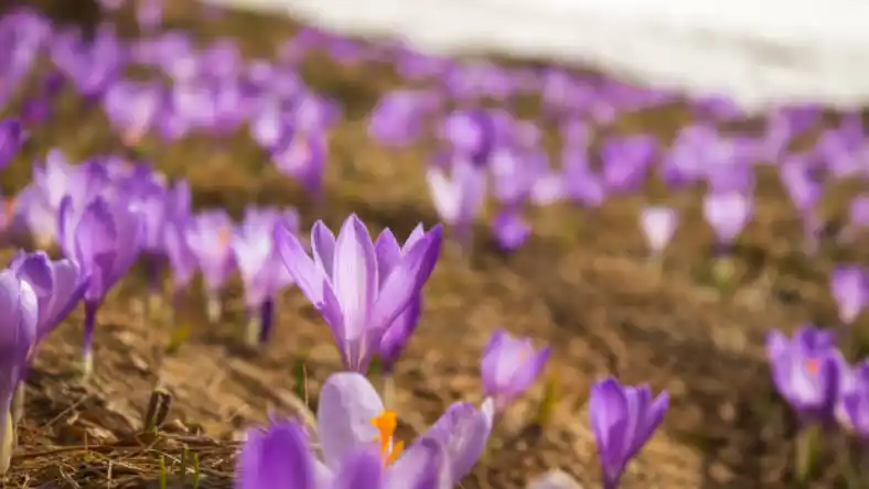 دانلود کتاب کشت زعفران گلخانه ای