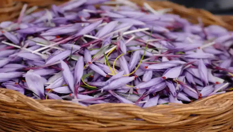 دوره کشت هیدروپونیک زعفران
