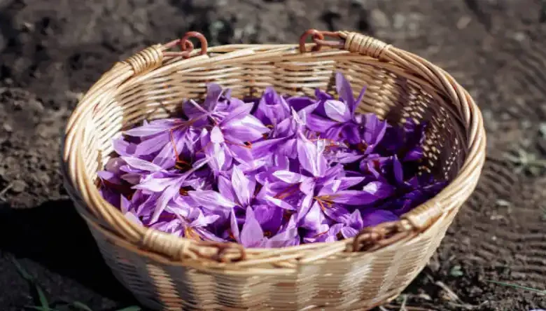 روش کاشت زعفران سنتی