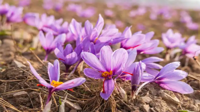 زعفران در چه مناطقی رشد میکند