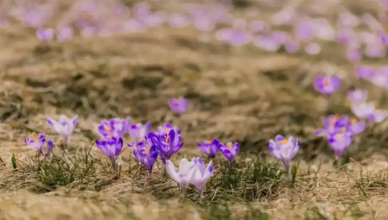 زعفران گلخانه ای در سال چند بار محصول میدهد