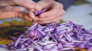 صادرات زعفران با کارت بازرگانی