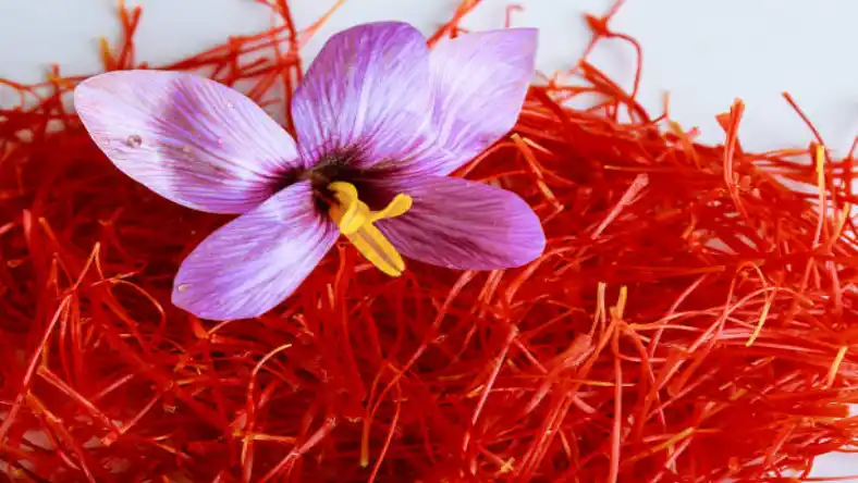 محلول پاشی اسید هیومیک برای زعفران