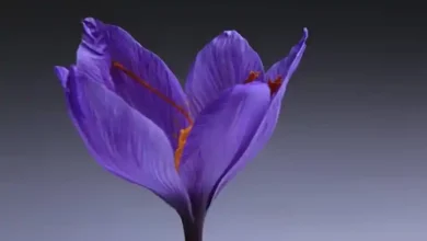 مراحل کاشت زعفران در زمین کشاورزی