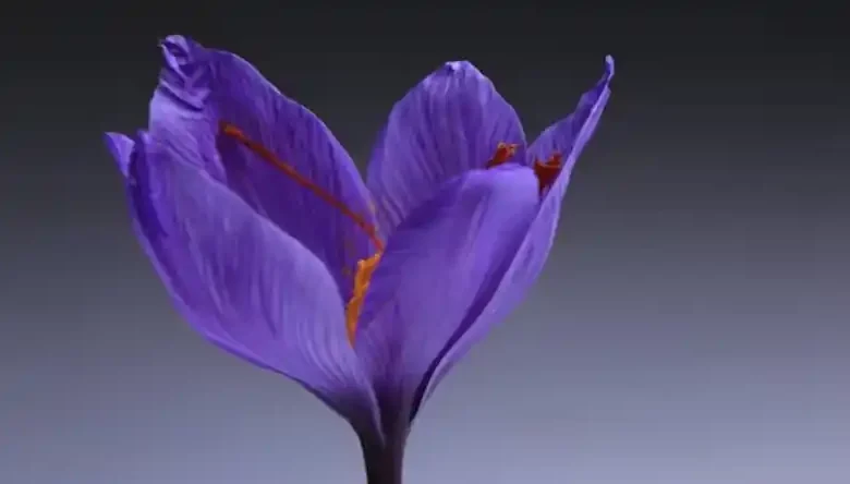 مراحل کاشت زعفران در زمین کشاورزی