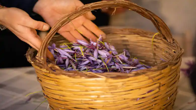 مرکز فروش پیاز زعفران در تهران