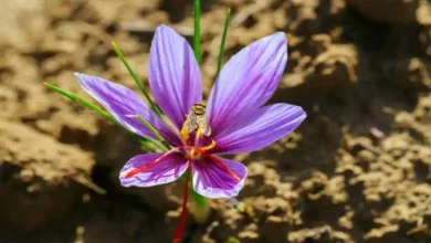 مزایای کشت زعفران
