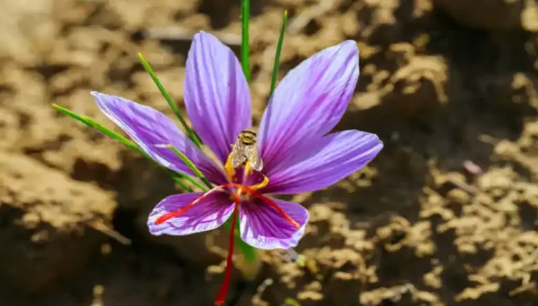 مزایای کشت زعفران