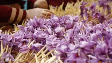 میزان برداشت زعفران امسال