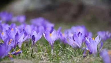 هر پیاز زعفران چند گل میدهد