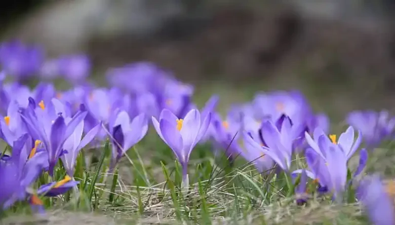 هر پیاز زعفران چند گل میدهد