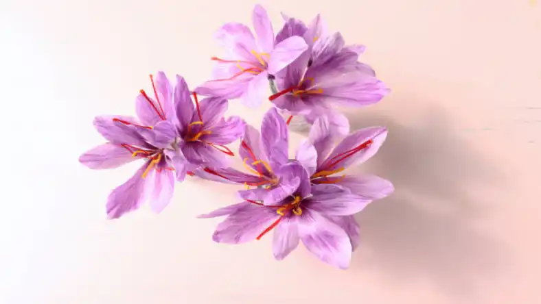 هزینه کاشت زعفران در هکتار