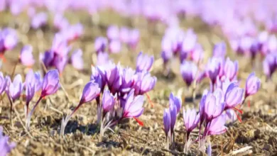 هزینه کشت زعفران گلخانه ای