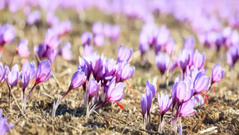 هزینه کشت زعفران گلخانه ای