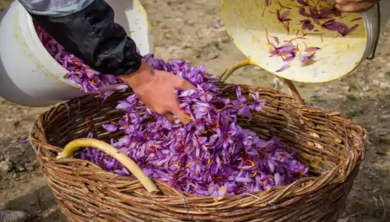 وام زعفران ۱۴۰۳