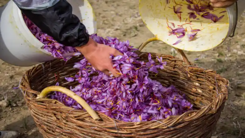 وام زعفران ۱۴۰۳