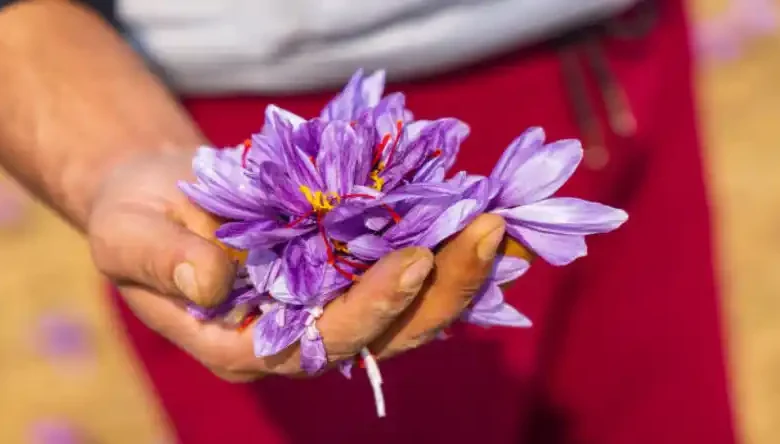 وسایل مورد نیاز کاشت زعفران گلخانه ای