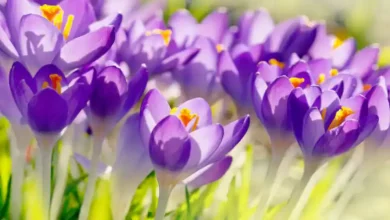 پیاز زعفران چند روزه سبز میشود