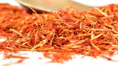 چراندن مزرعه زعفران