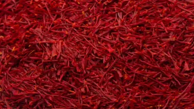 کاشت زعفران در زمین دیم