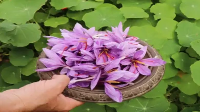 کاشت زعفران در ساوه