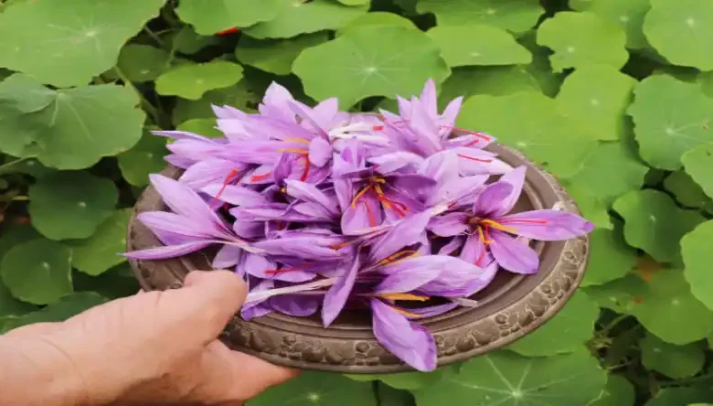 کاشت زعفران در ساوه