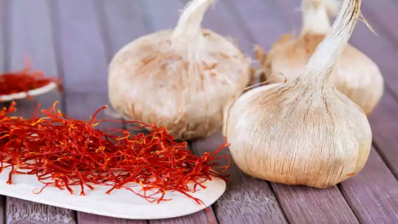 کاشت زعفران در مناطق گرمسیری چگونه است