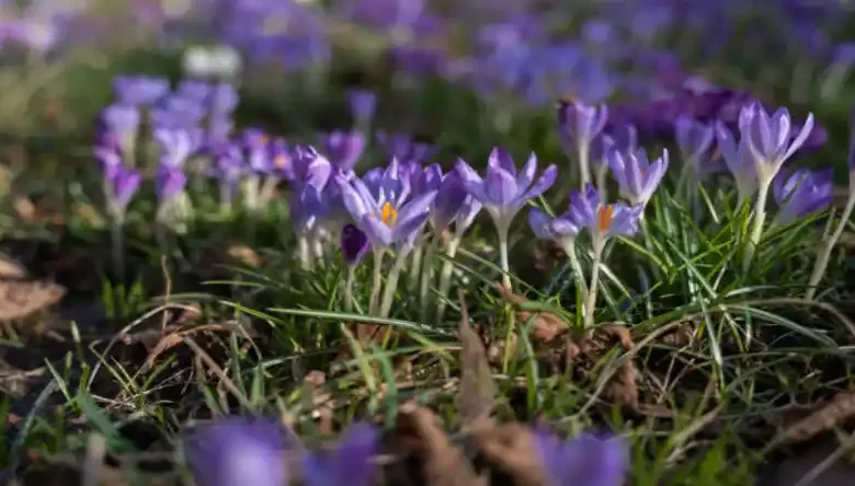 کشت زعفران در مناطق کوهستانی
