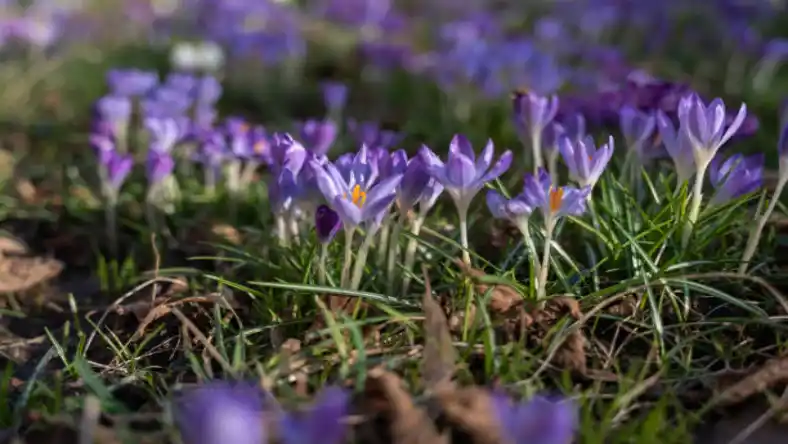کشت زعفران در مناطق کوهستانی