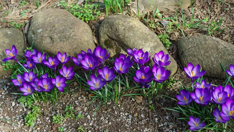 کشت زعفران در مناطق کوهستانی