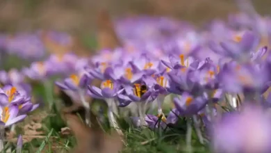کود آهن برای زعفران