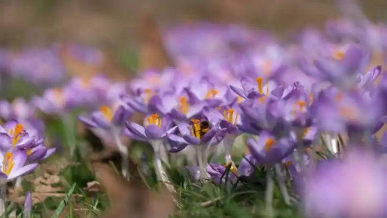 کود آهن برای زعفران