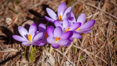 کود برای رشد پیاز زعفران