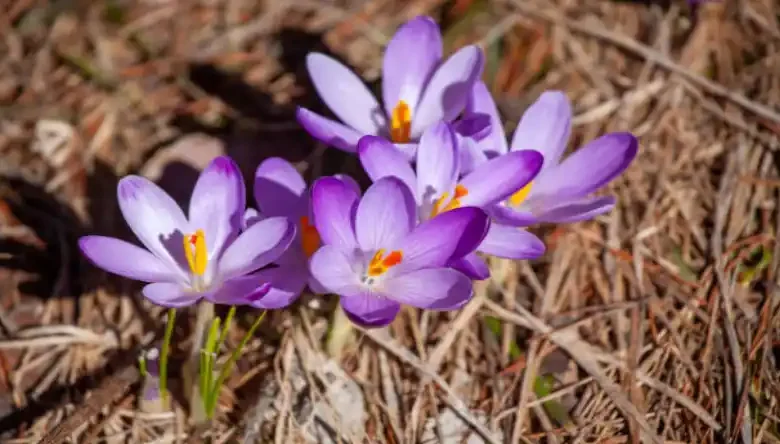 کود برای رشد پیاز زعفران